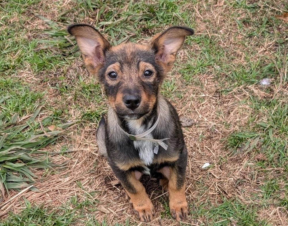 Vegas, a Adoptable mixed breed in Sedalia, CO image 4/6