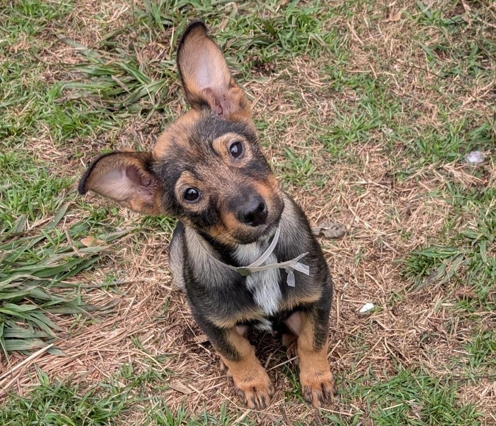 Vegas, a Adoptable mixed breed in Sedalia, CO image 6/6