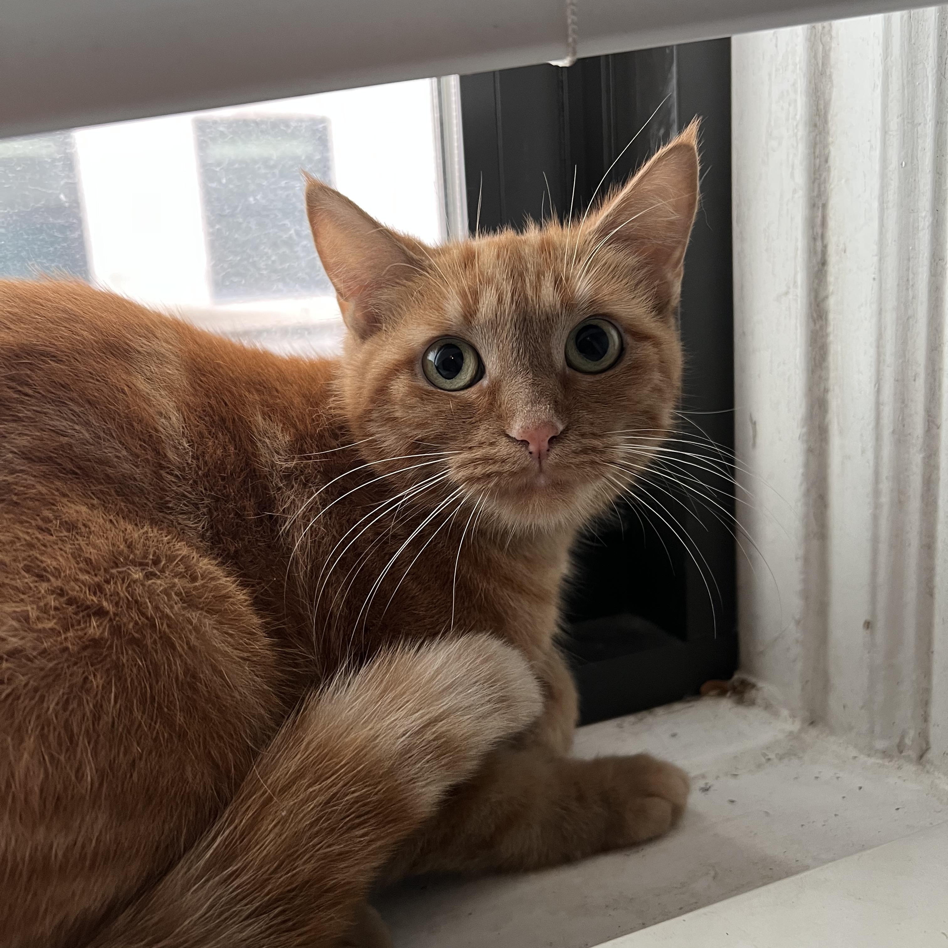 Enlarge Maple, a Adoptable Domestic Medium Hair in Livonia, MI image 2/2