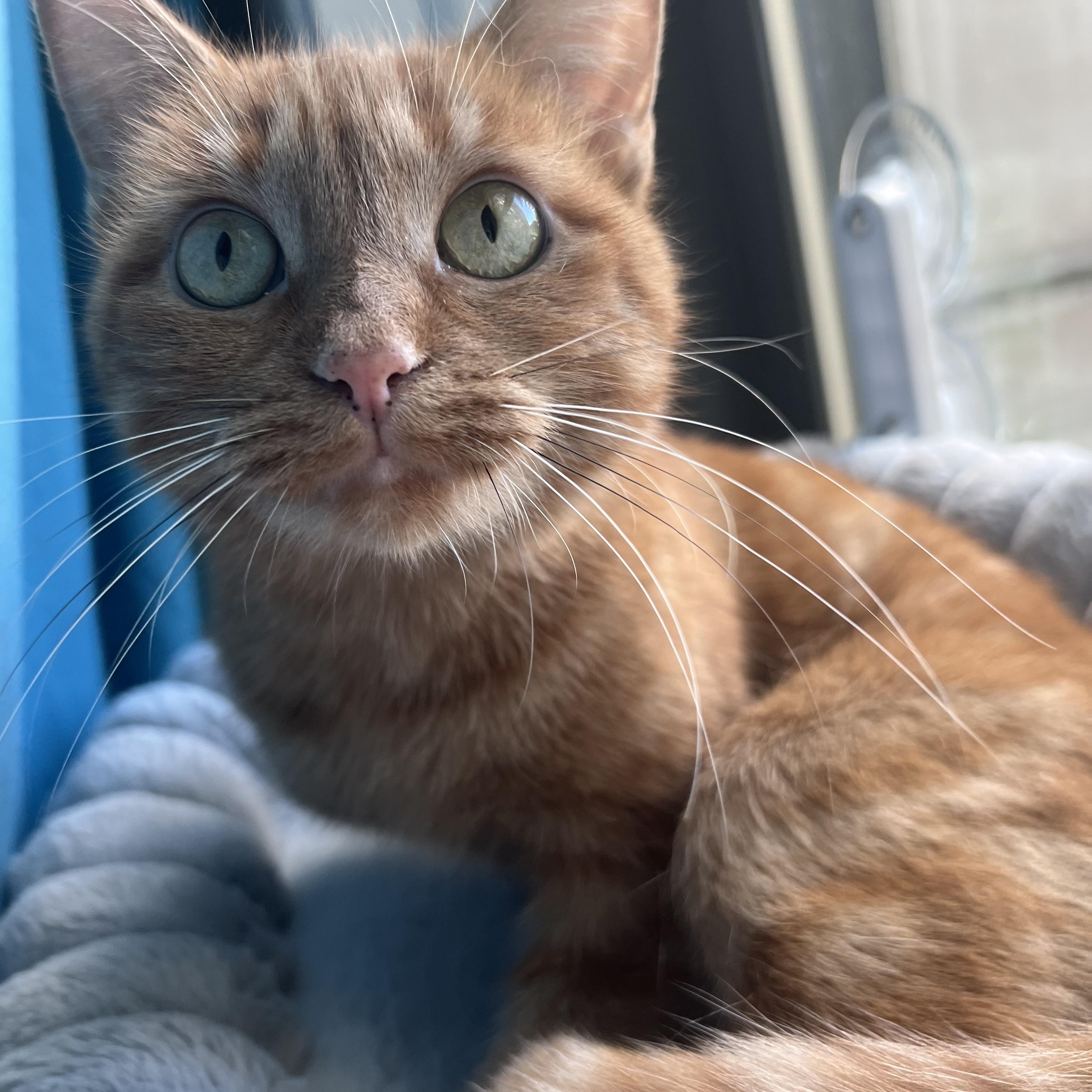 Maple, Adoptable, Young Female Domestic Medium Hair.