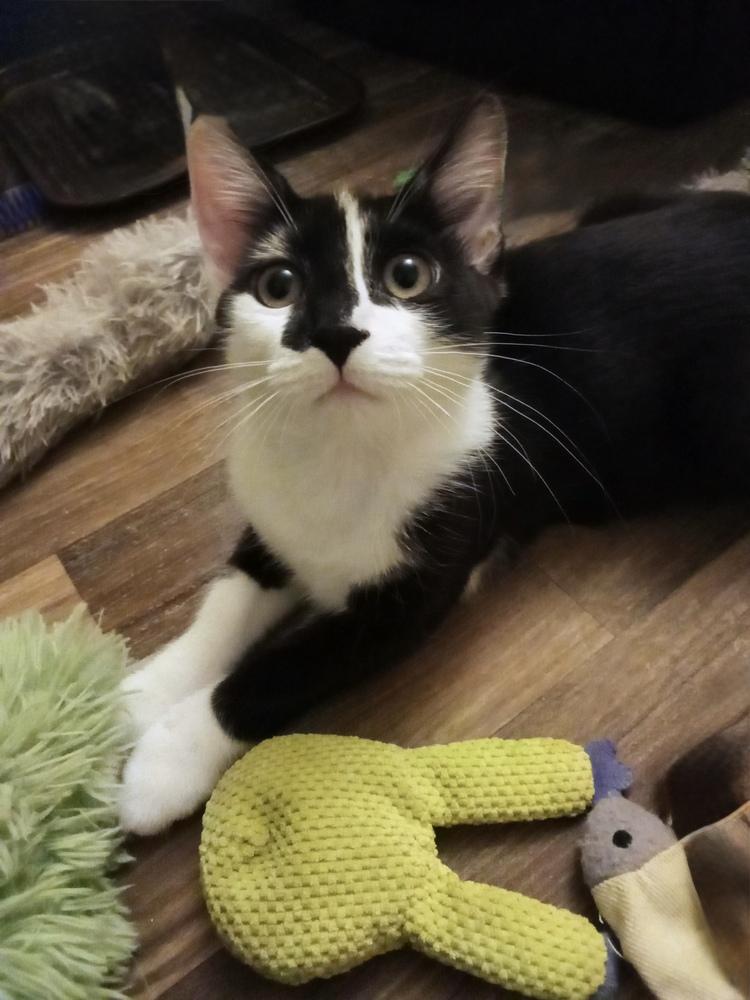 Enlarge Trash Panda, a Adoptable mixed breed in Warren, CT image 2/6
