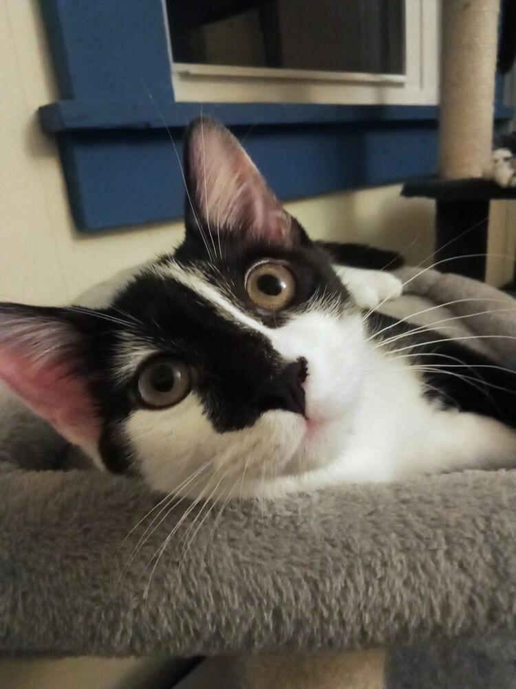 Enlarge Trash Panda, a Adoptable mixed breed in Warren, CT image 5/6
