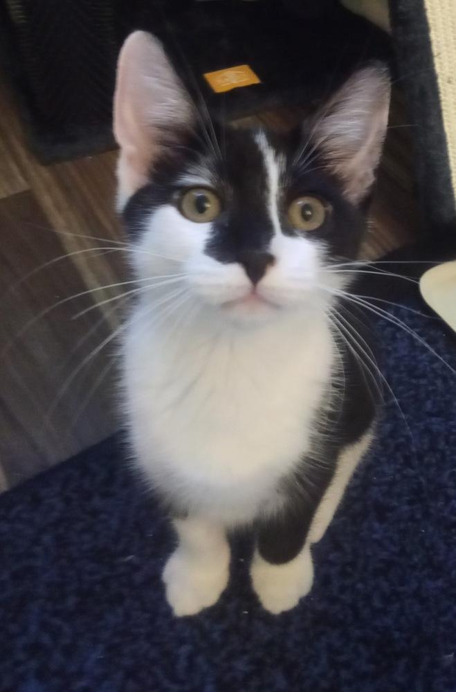 Trash Panda, Adoptable, Kitten Female Domestic Short Hair.