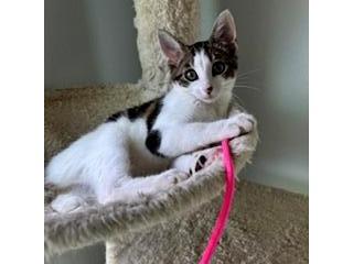 Lily, Adopted, Kitten Female American Shorthair.