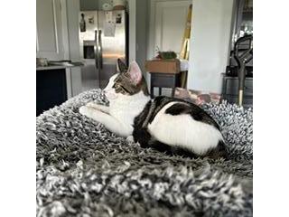 Enlarge Lily, a Adopted American Shorthair in Magnolia Springs, AL image 2/3