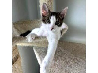 Enlarge Lily, a Adopted American Shorthair in Magnolia Springs, AL image 3/3