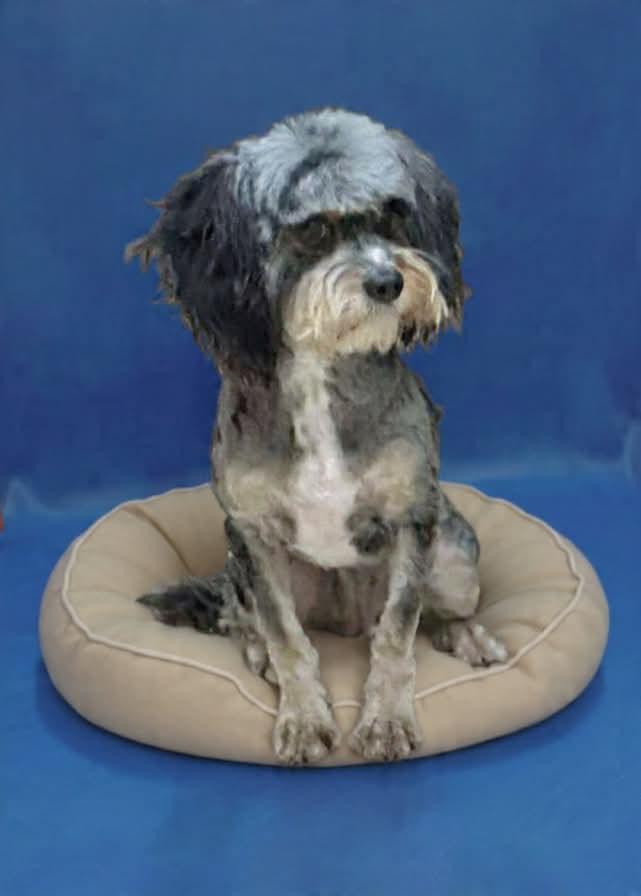 Enlarge CAN’T GET ANY CUTER!!!, an adoptable mixed breed in Northwood, OH image 2/2