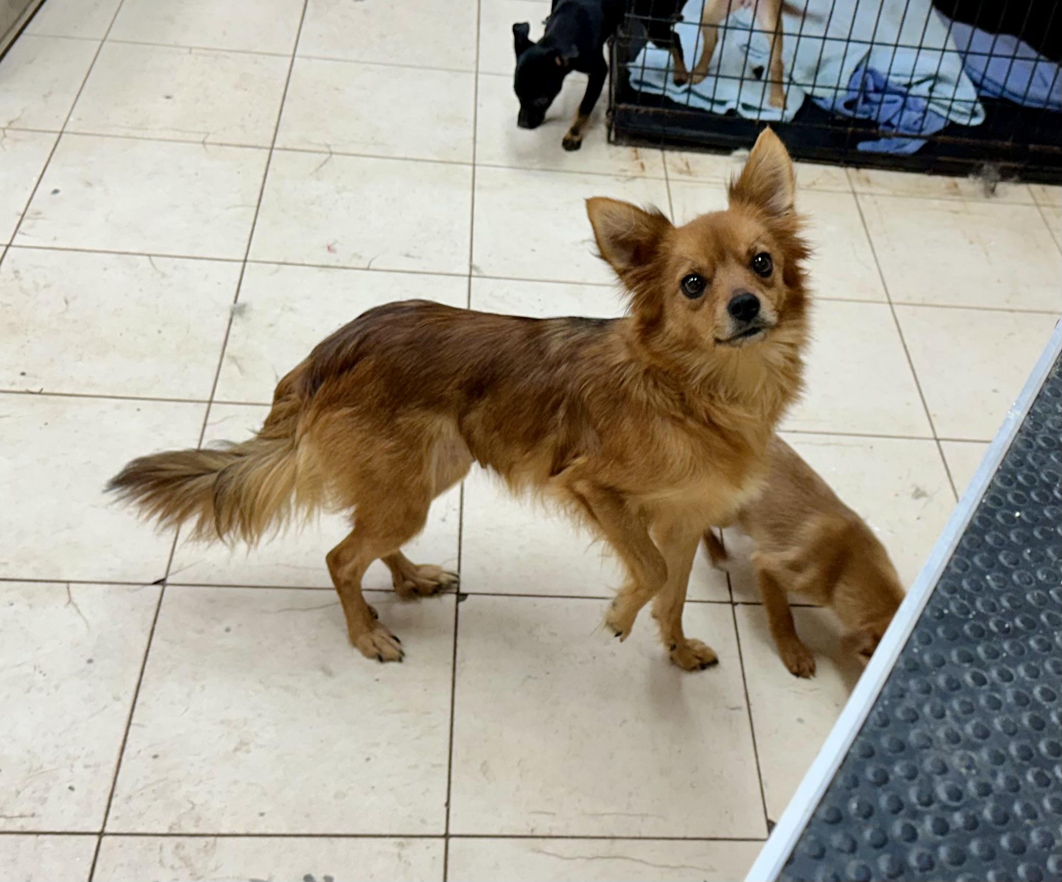 Enlarge ONLY 13 POUNDS, a ADOPTABLE mixed breed in Northwood, OH image 1/1