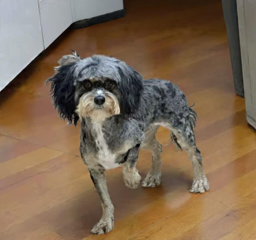 CAN’T GET ANY CUTER!!!, adoptable, Adult Female Cavapoo & Chihuahua.