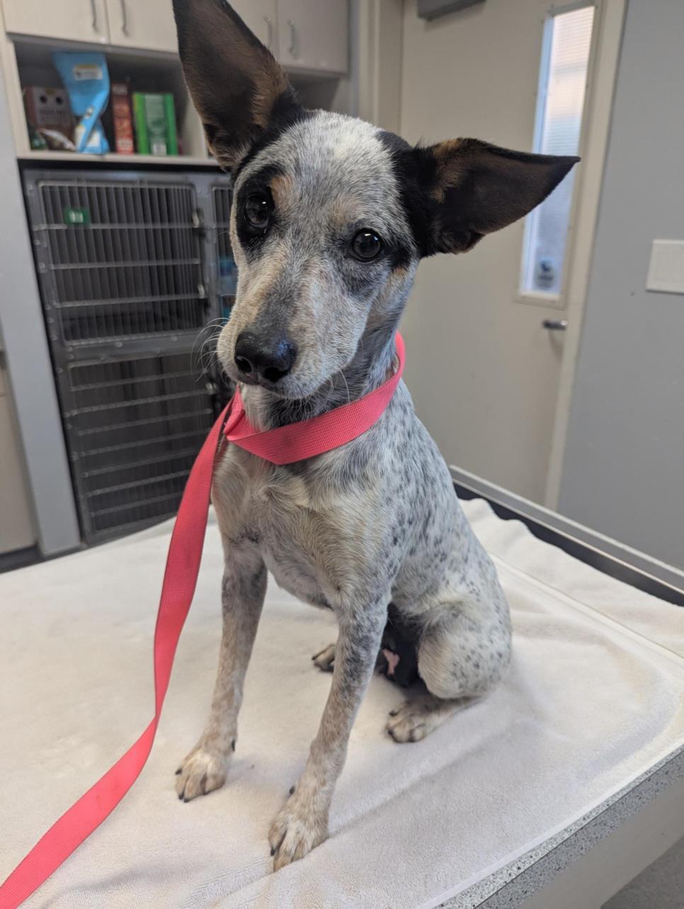 Enlarge PENNY, a Adoptable Australian Cattle Dog / Blue Heeler in Olivehurst, CA image 1/1