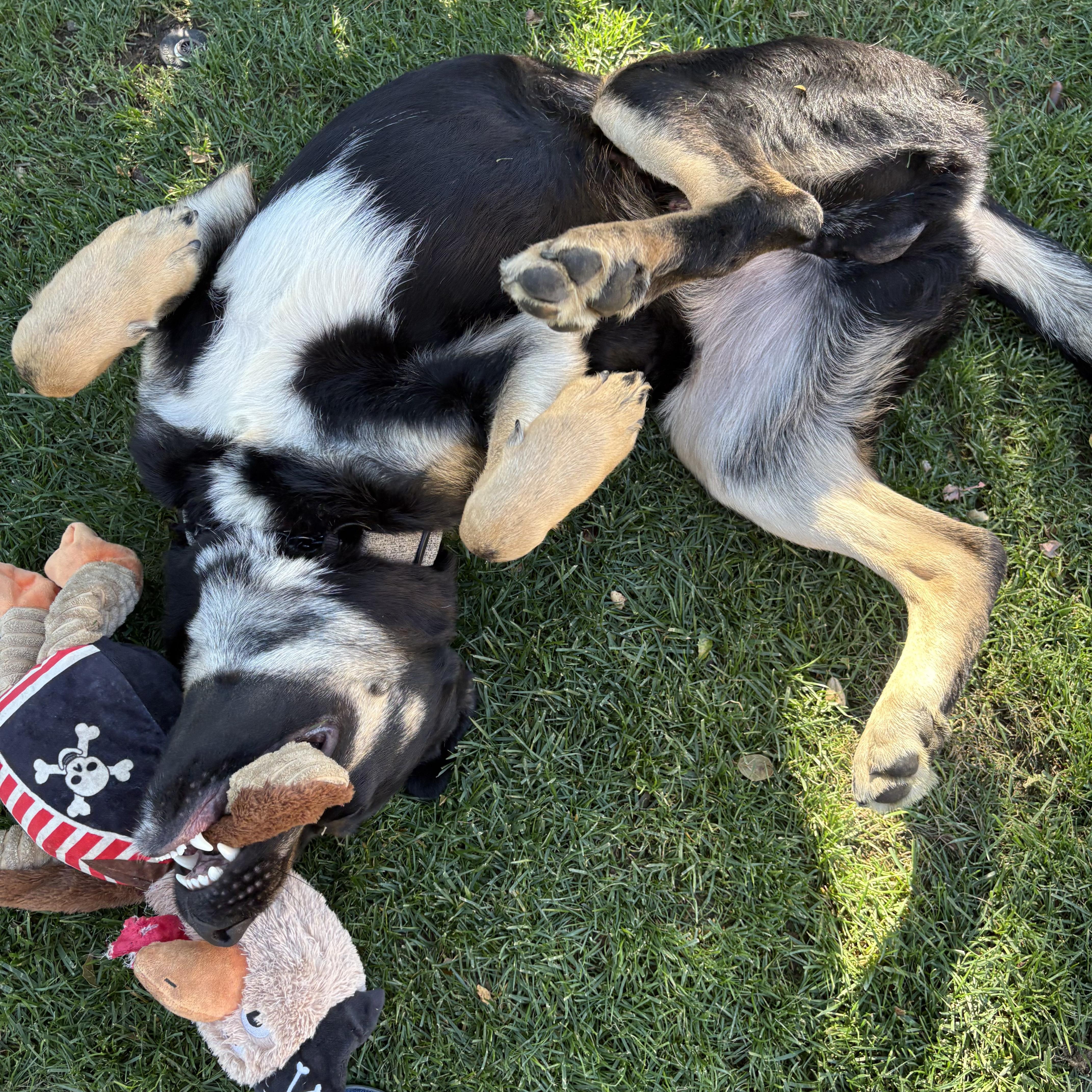 Enlarge Roscoe - Playful Boy (Courtesty Post), an adopted mixed breed in Arroyo Grande, CA image 4/6