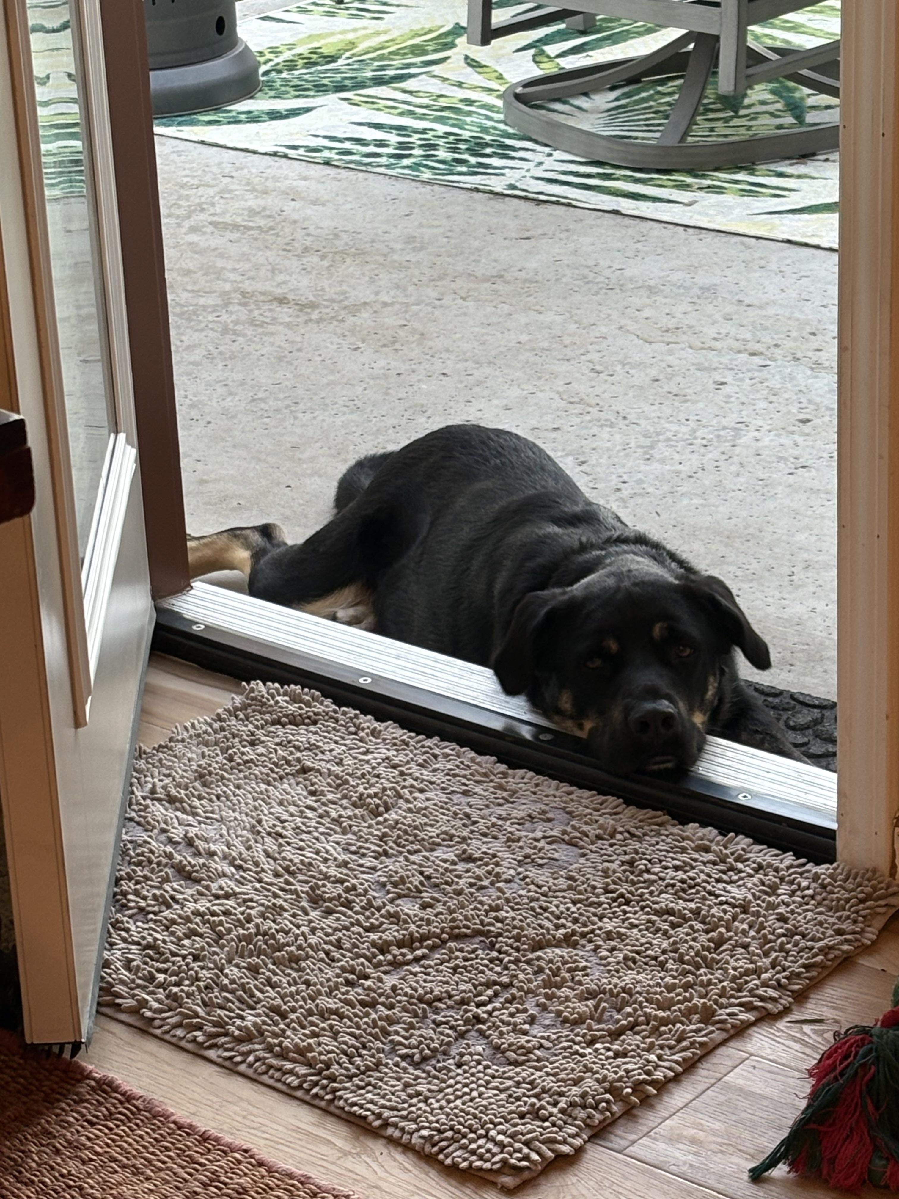 Enlarge Roscoe - Playful Boy (Courtesty Post), an adopted mixed breed in Arroyo Grande, CA image 6/6