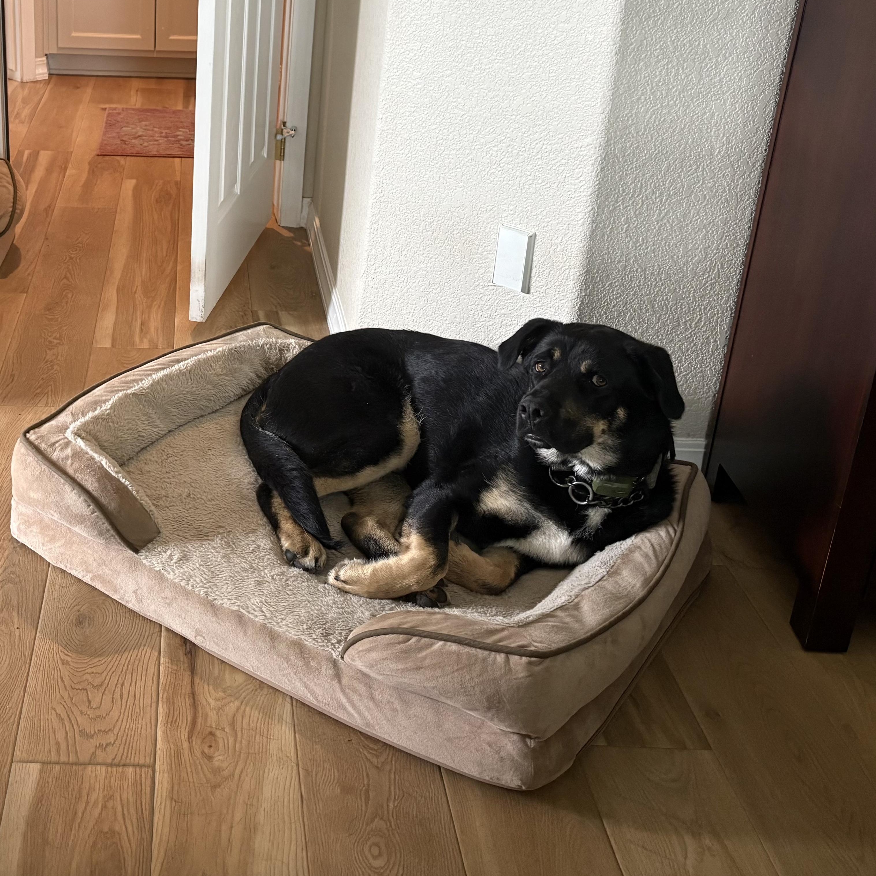 Enlarge Roscoe - Playful Boy (Courtesty Post), an adopted mixed breed in Arroyo Grande, CA image 5/6