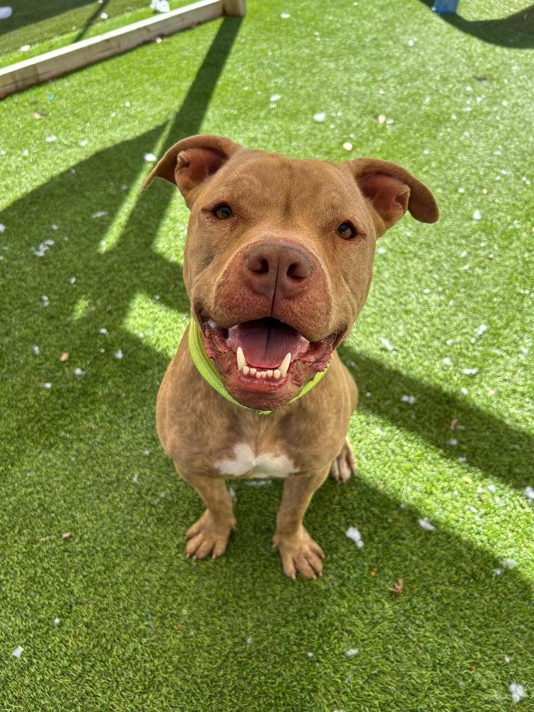 Enlarge Conductor, a Adoptable mixed breed in Lakeland, FL image 2/6