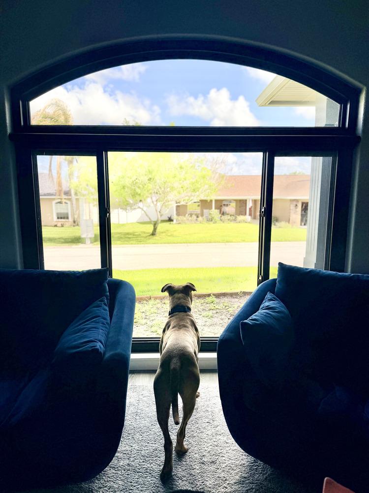 Enlarge Conductor, a Adoptable mixed breed in Lakeland, FL image 4/6
