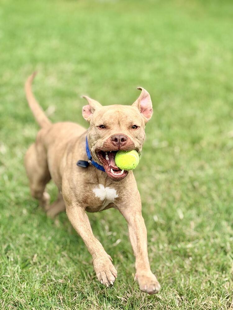 Enlarge Conductor, a Adoptable mixed breed in Lakeland, FL image 5/6