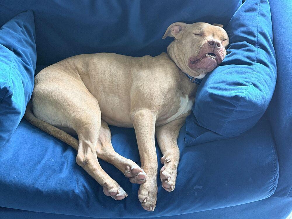 Enlarge Conductor, a Adoptable mixed breed in Lakeland, FL image 6/6
