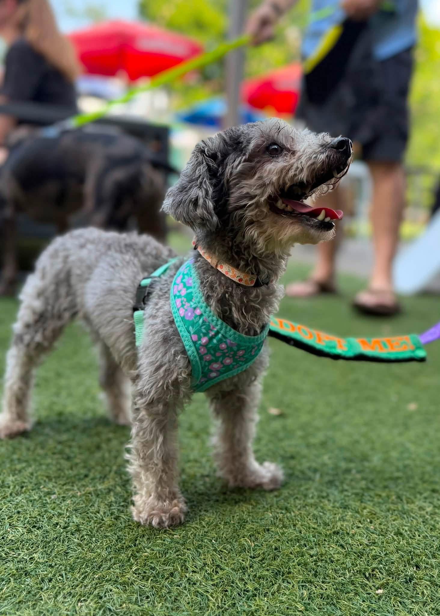 Lisa, Adopted, Young Female Poodle.
