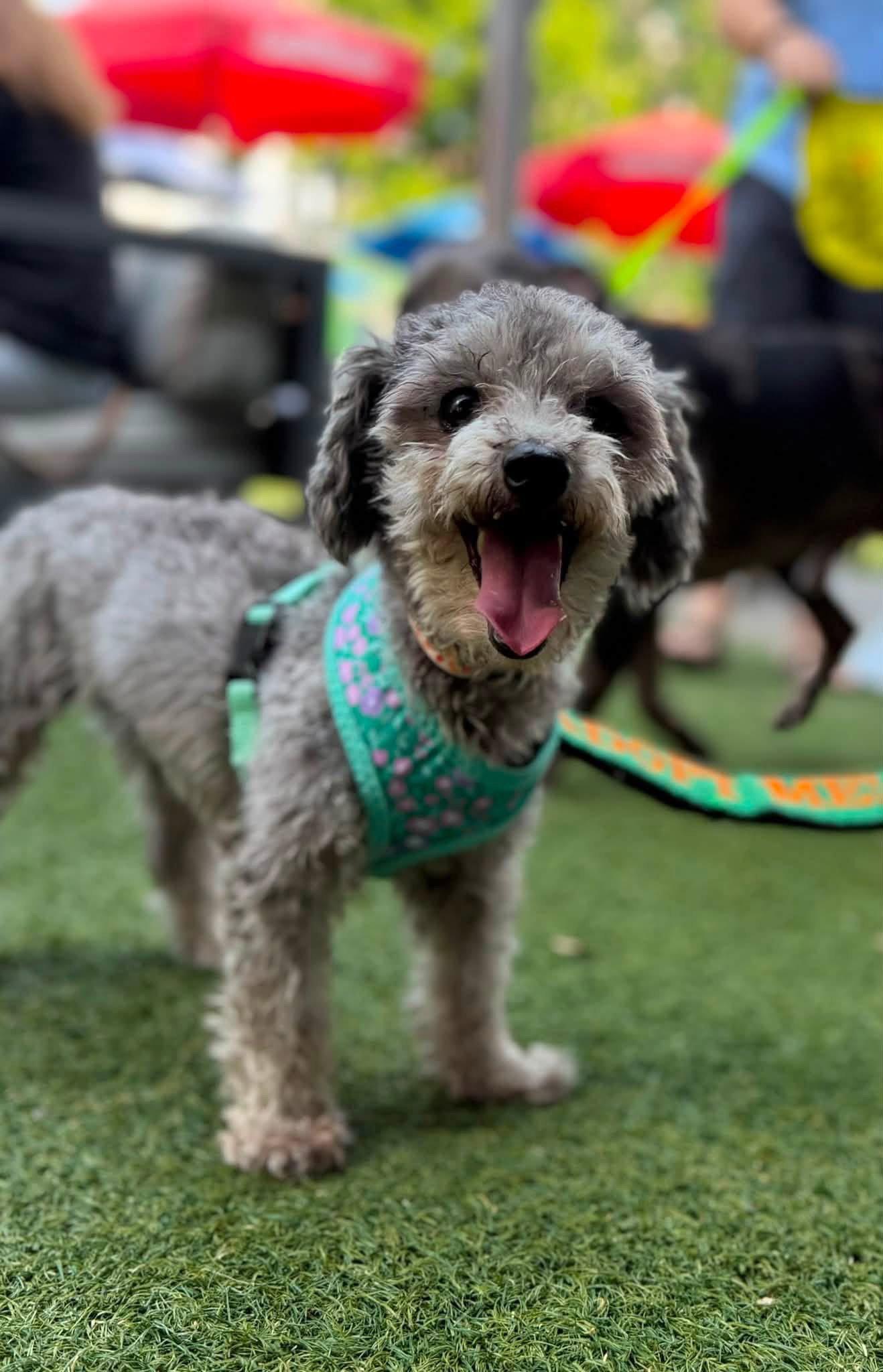 Lisa, a Adopted Poodle in Greenville, SC image 2/2