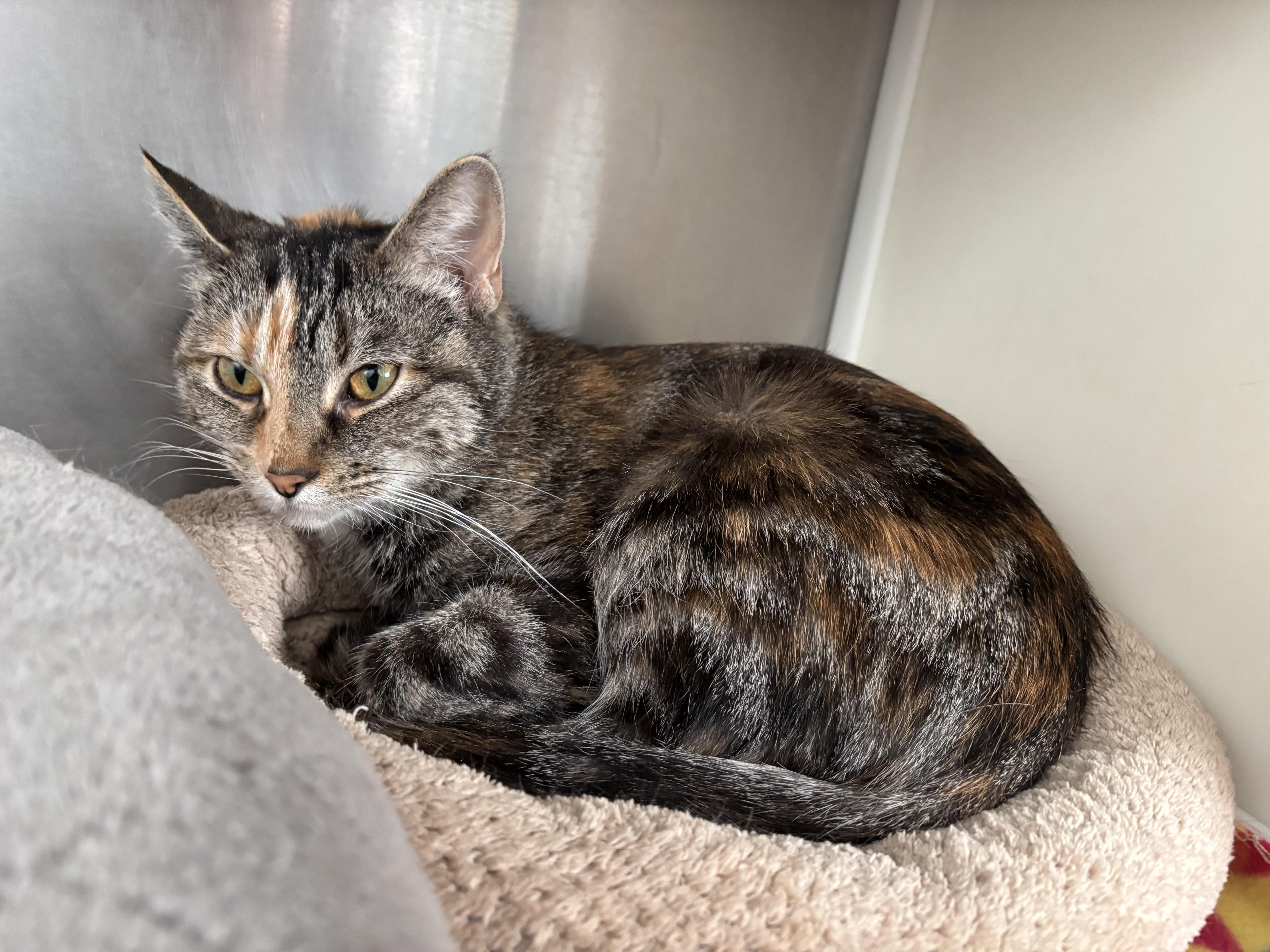 Wheels, a Adoptable Domestic Short Hair in Frankfort, IN image 2/3