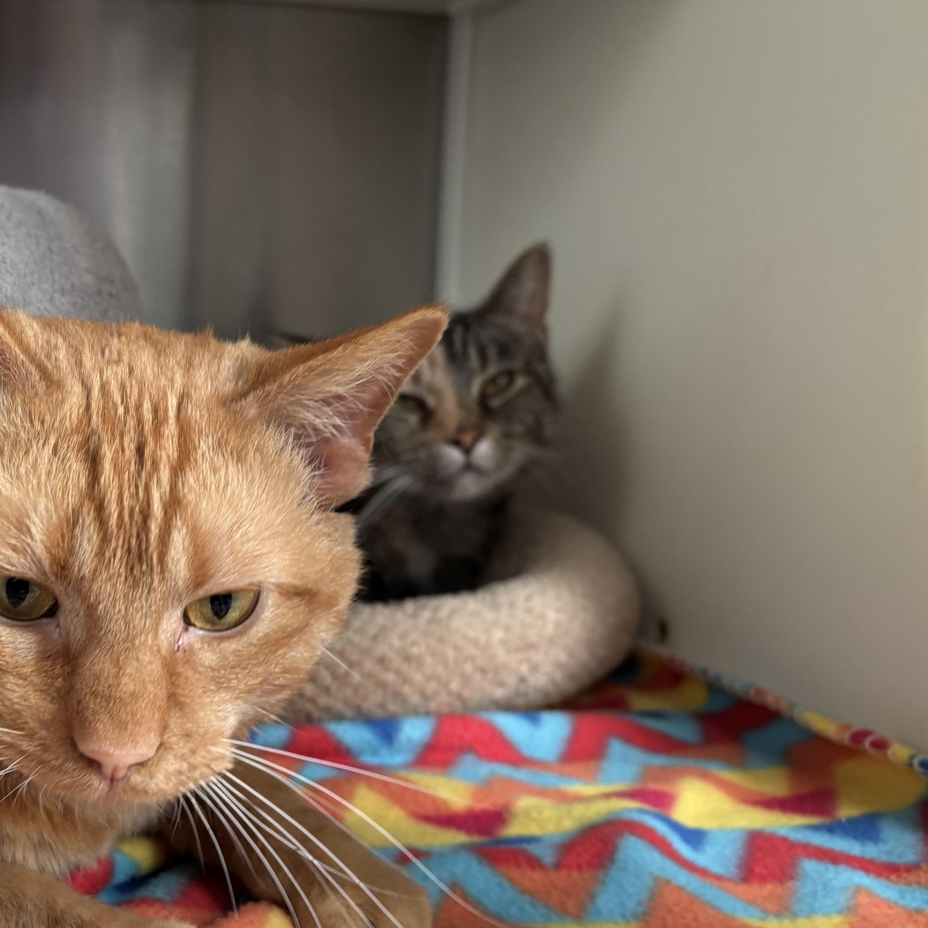 Wheels, a Adoptable Domestic Short Hair in Frankfort, IN image 3/3