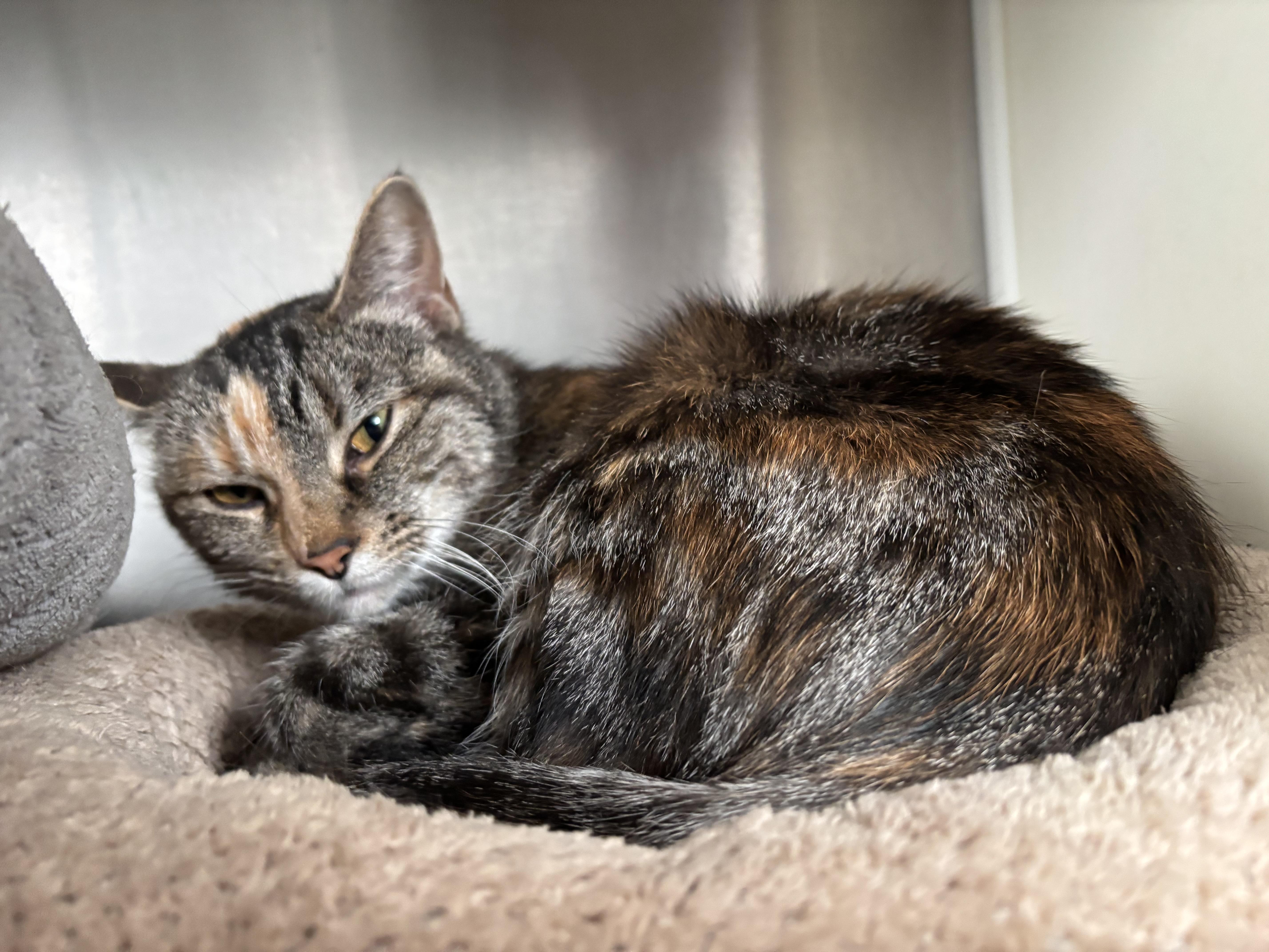 Wheels, Adoptable, Adult Female Domestic Short Hair.
