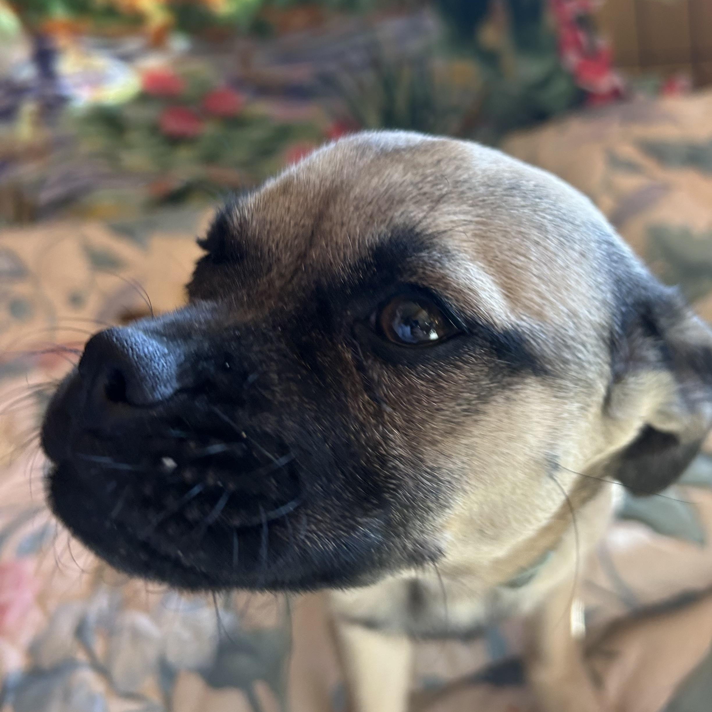 Roxy, a Adoptable mixed breed in Madison Heights, MI image 4/6