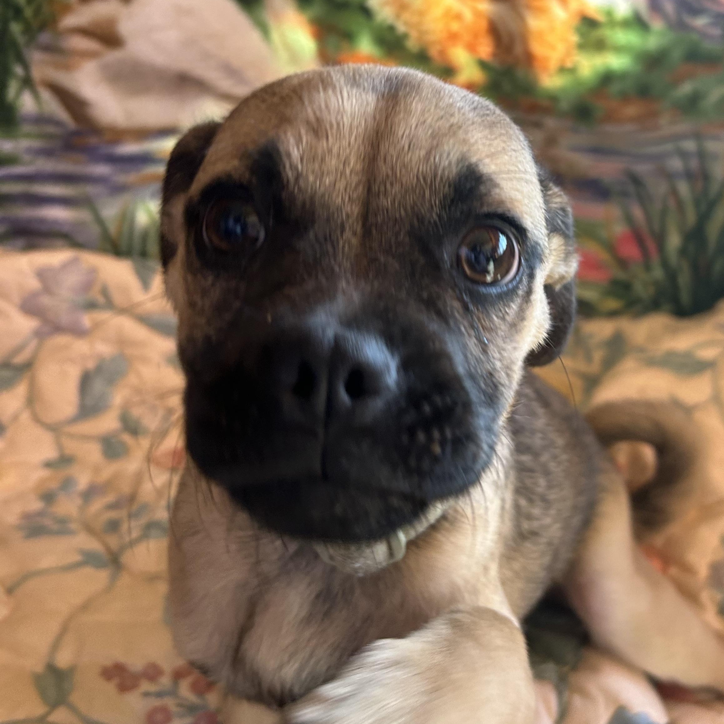 Roxy, a Adoptable mixed breed in Madison Heights, MI image 3/6