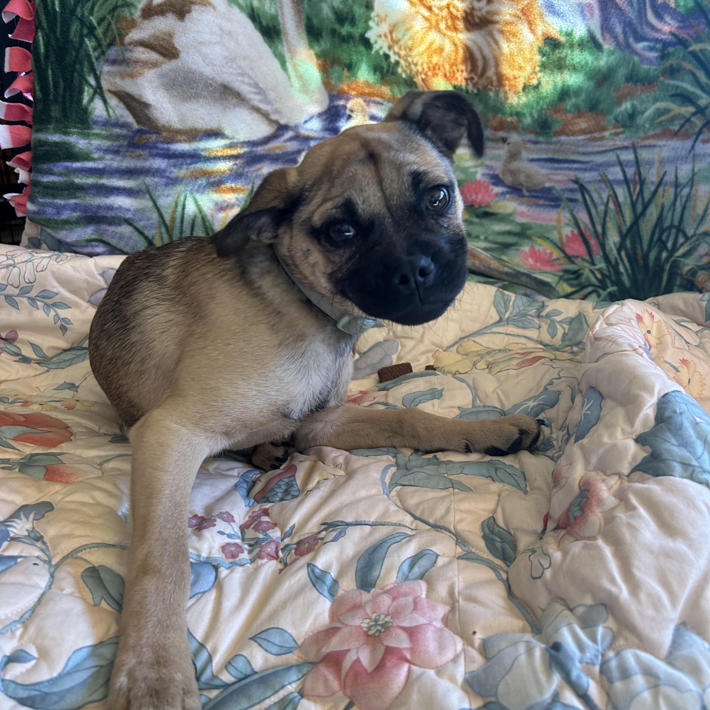 Roxy, a Adoptable mixed breed in Madison Heights, MI image 2/6