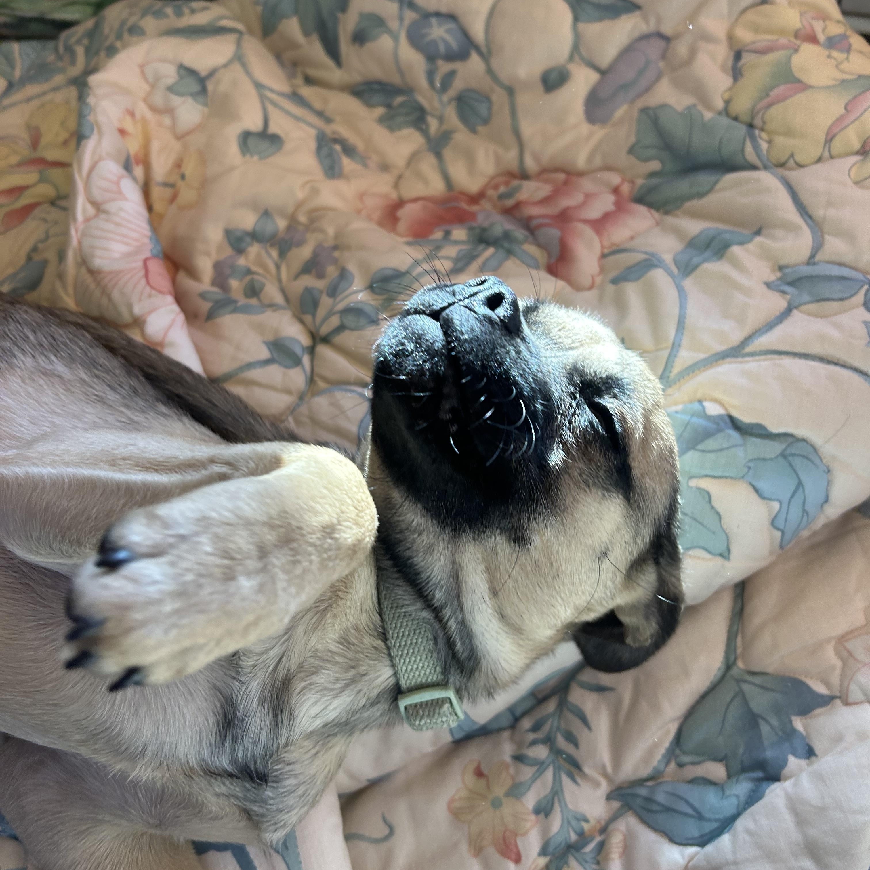 Roxy, Adoptable, Puppy Female Puggle.