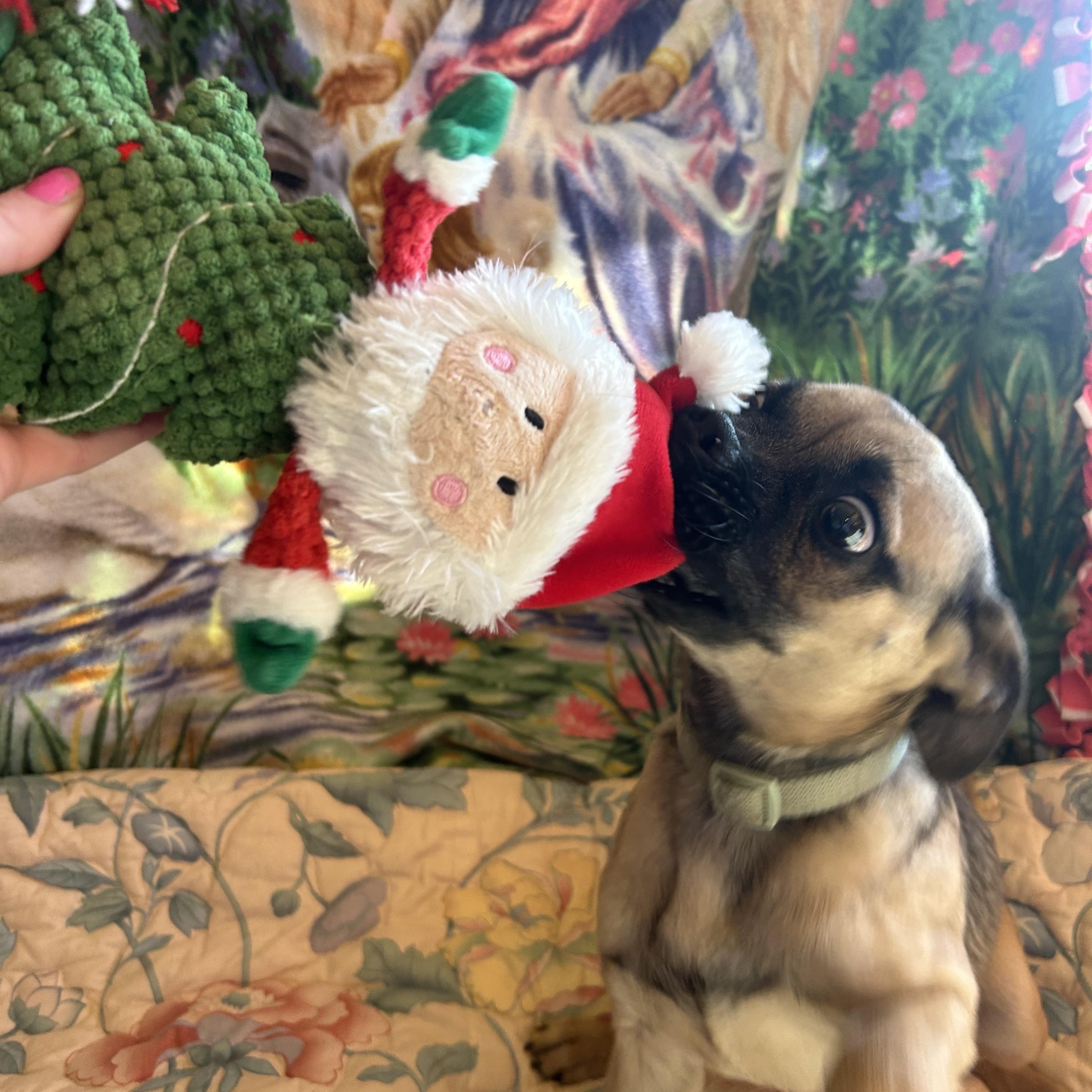 Roxy, a Adoptable mixed breed in Madison Heights, MI image 5/6