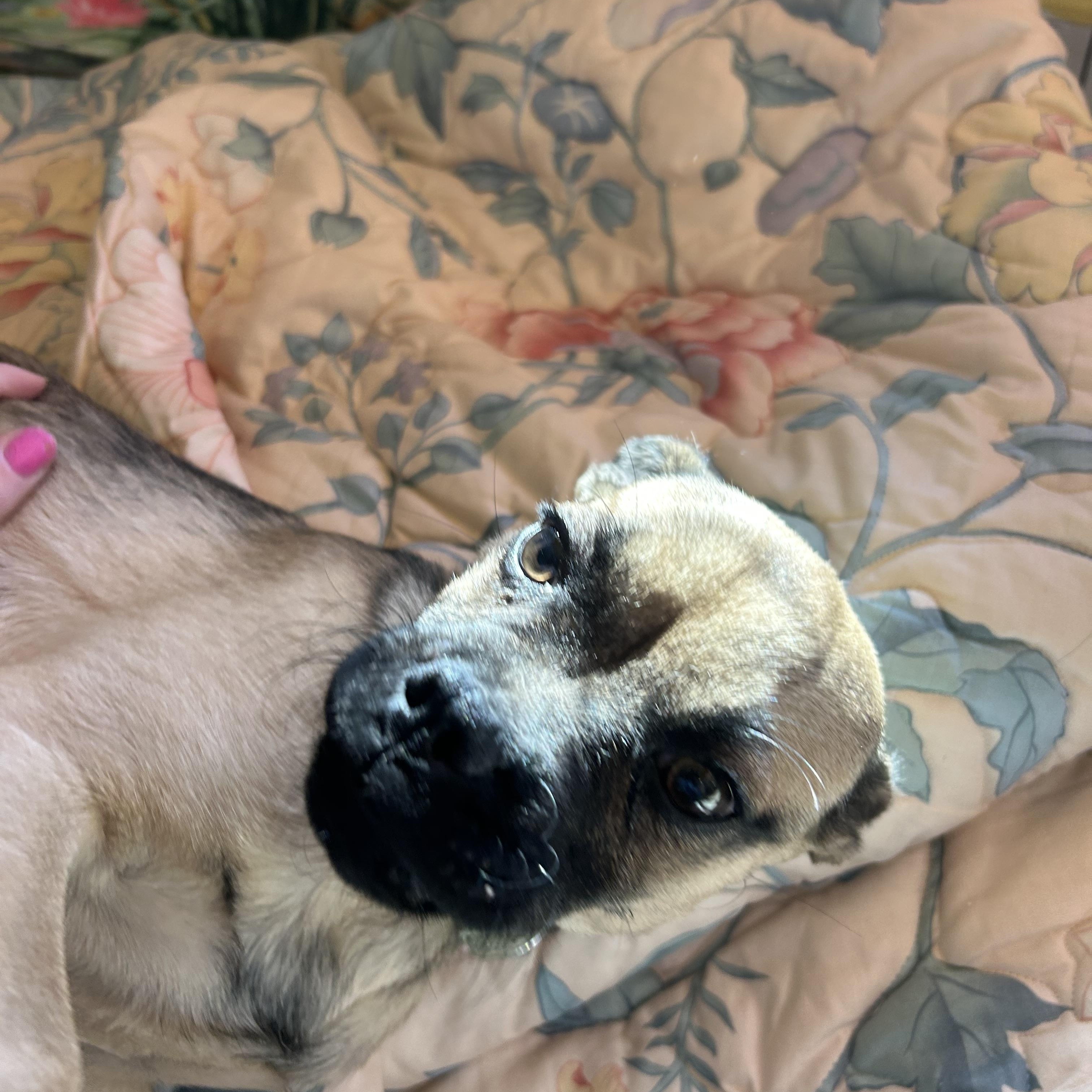 Roxy, a Adoptable mixed breed in Madison Heights, MI image 6/6