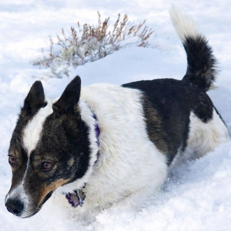 Enlarge Isabelle, a ADOPTABLE mixed breed in Pinedale, WY image 3/3
