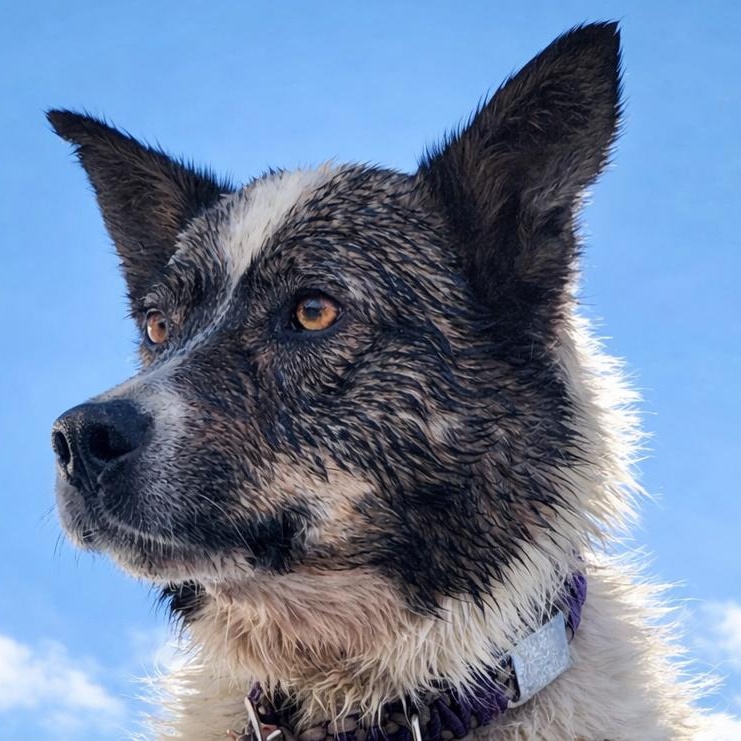 Enlarge Isabelle, a ADOPTABLE mixed breed in Pinedale, WY image 2/3