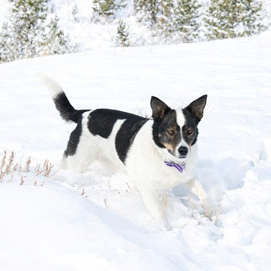 Isabelle, ADOPTABLE, Adult Female Australian Cattle Dog / Blue Heeler & Border Collie.