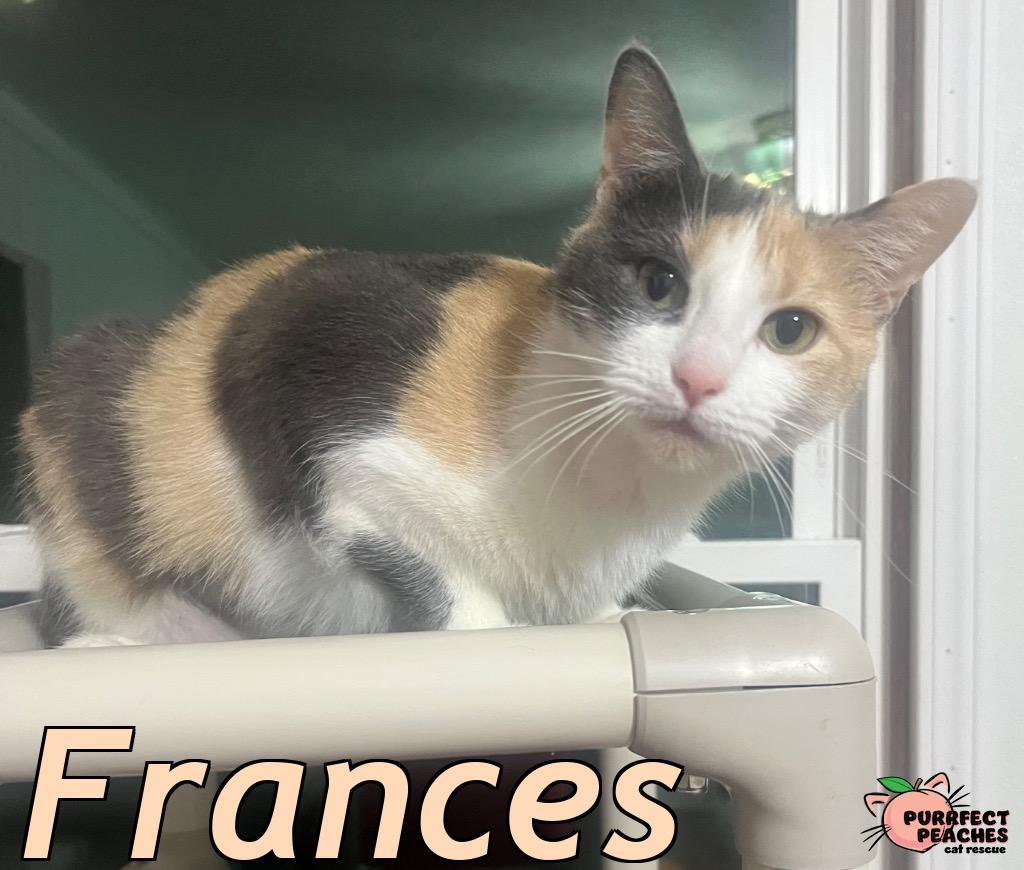 Frances, Adoptable, Adult Female Domestic Long Hair.
