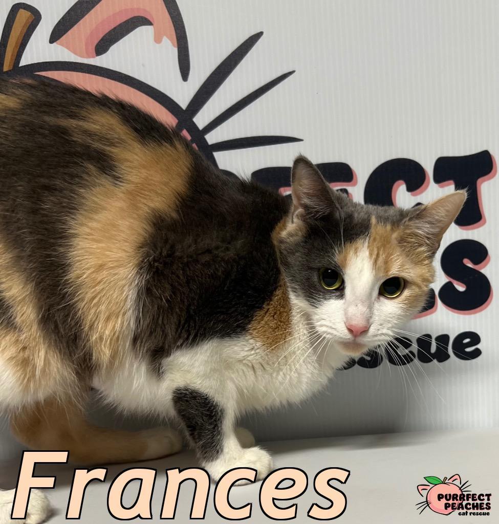 Enlarge Frances, a Adoptable mixed breed in Douglasville, GA image 2/5