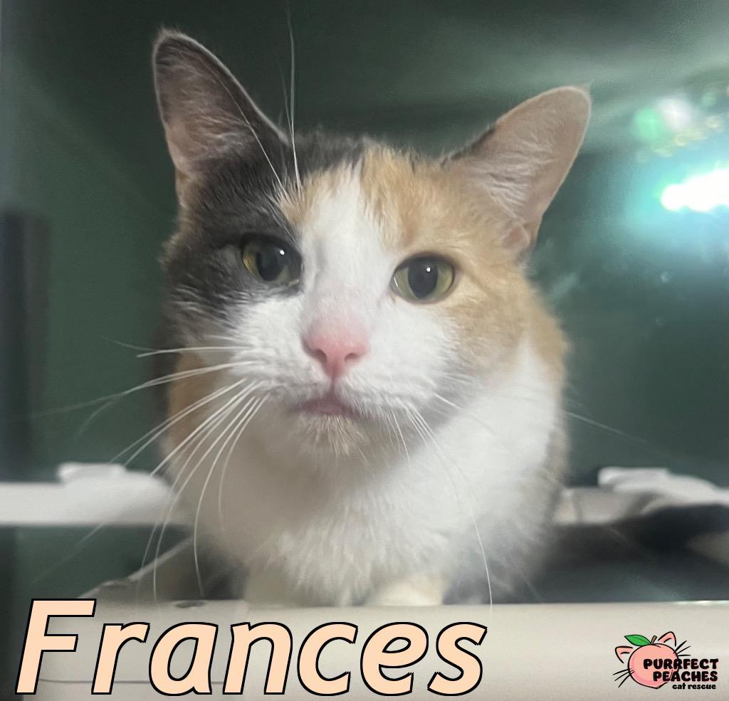 Enlarge Frances, a Adoptable mixed breed in Douglasville, GA image 3/5