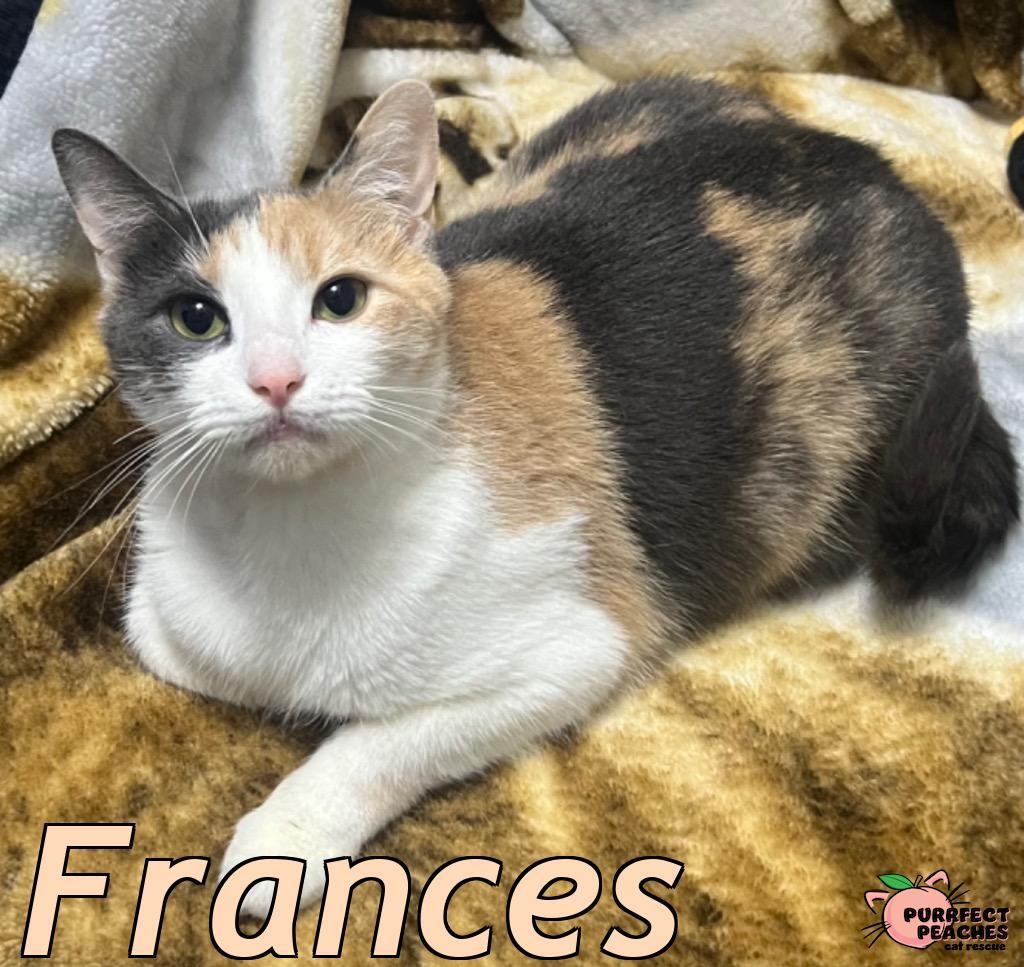 Enlarge Frances, a Adoptable mixed breed in Douglasville, GA image 4/5