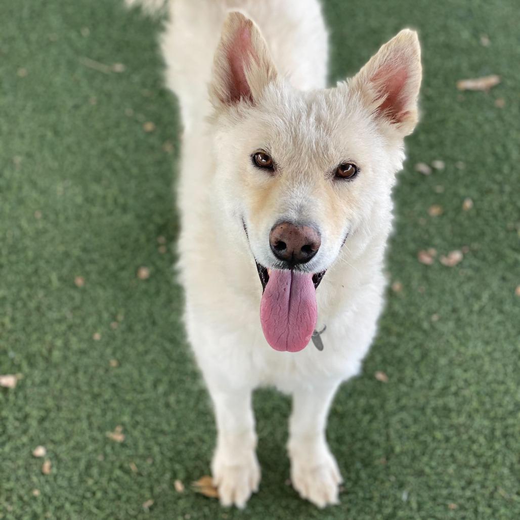 Enlarge Boris, a Adoptable mixed breed in Riverside, CA image 1/6