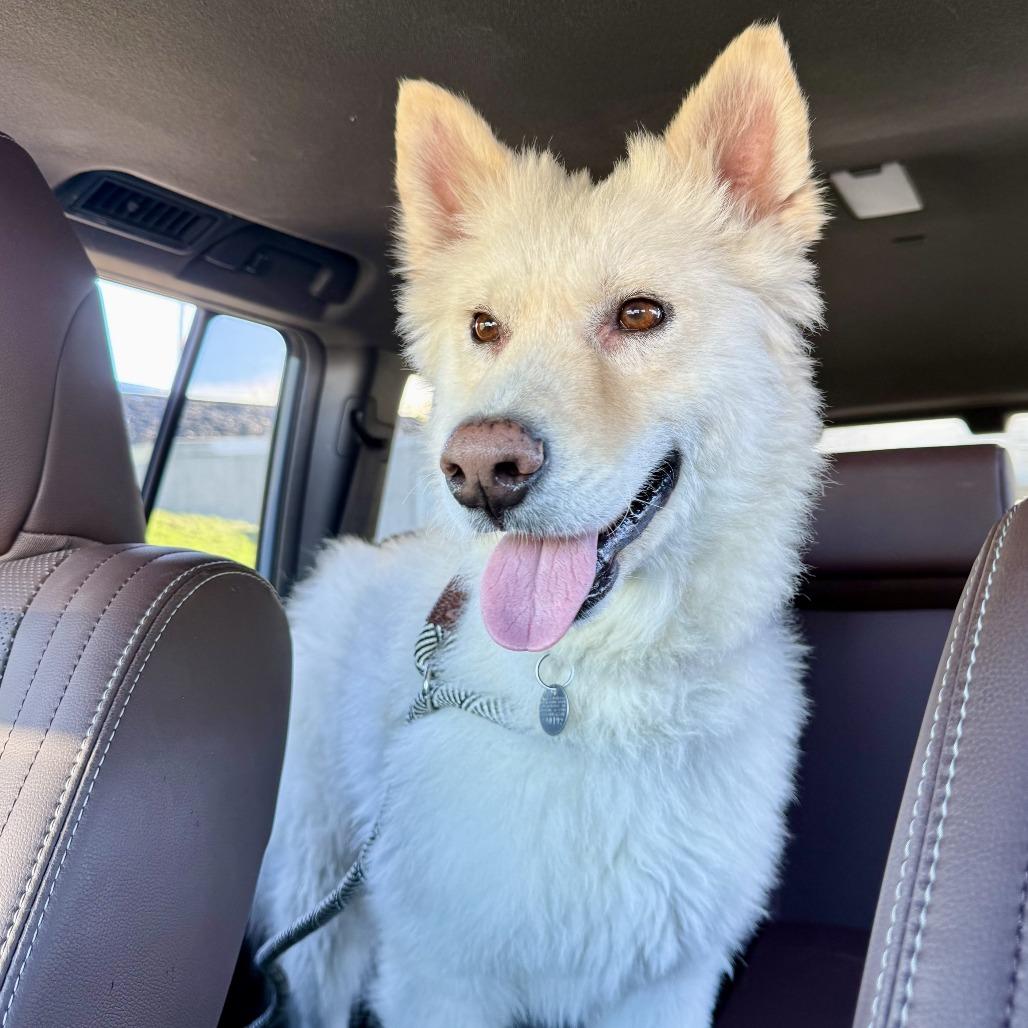 Enlarge Boris, a Adoptable mixed breed in Riverside, CA image 2/6