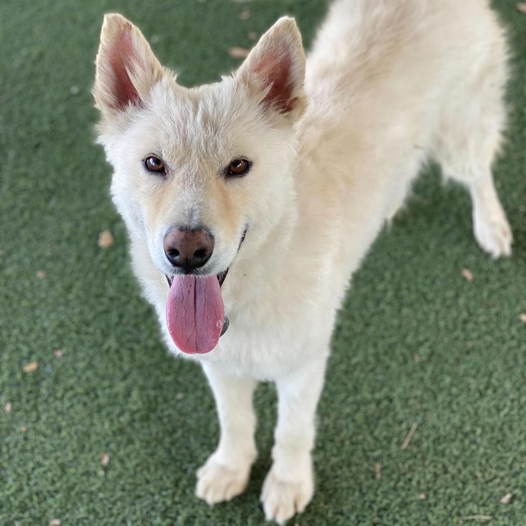 Enlarge Boris, a Adoptable mixed breed in Riverside, CA image 4/6