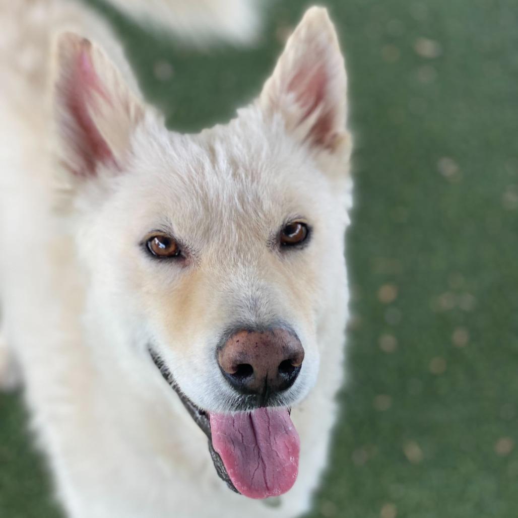 Enlarge Boris, a Adoptable mixed breed in Riverside, CA image 5/6