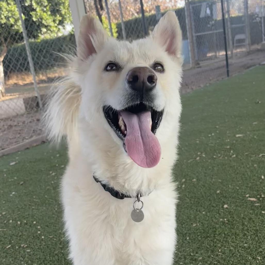 Enlarge Boris, a Adoptable mixed breed in Riverside, CA image 6/6