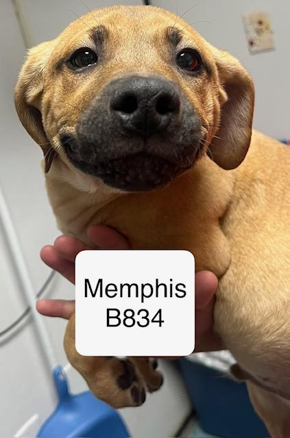 Enlarge Memphis, a Adoptable mixed breed in Morganton, NC image 1/2