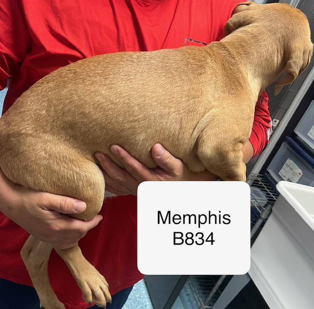 Enlarge Memphis, a Adoptable mixed breed in Morganton, NC image 2/2