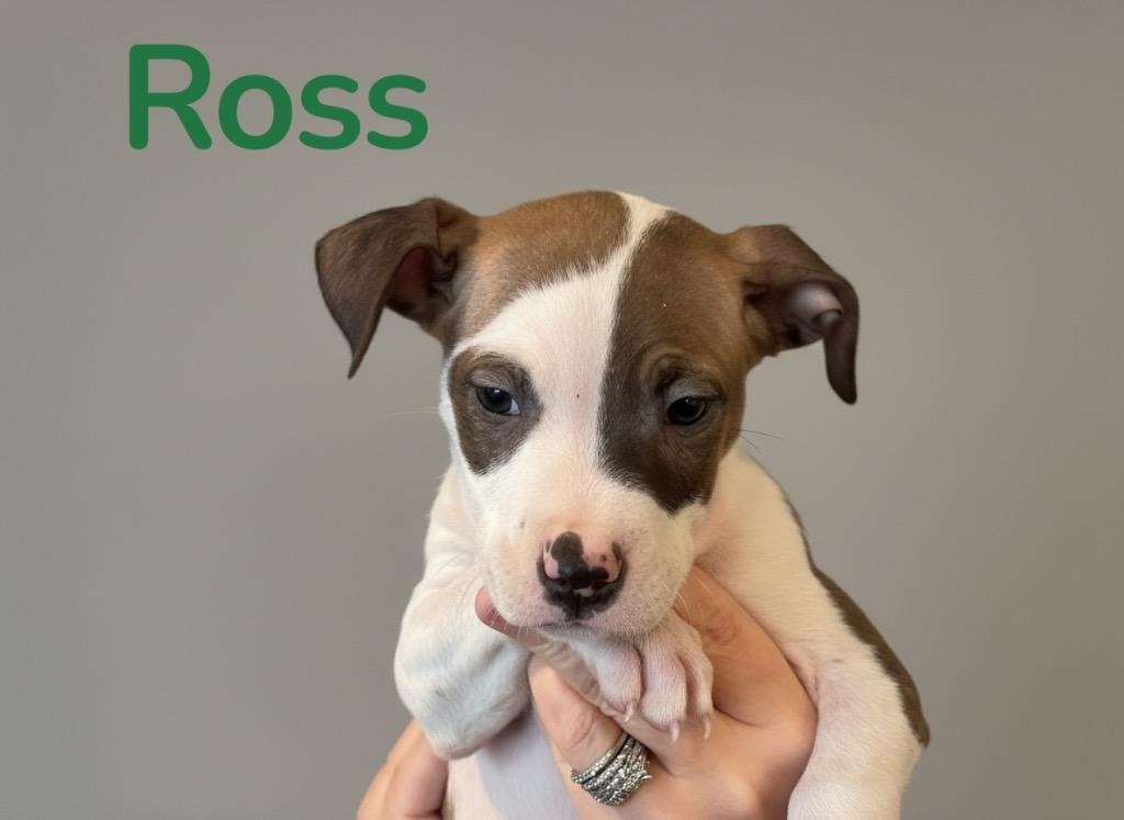 Enlarge Ross- Green, a Adoptable Pit Bull Terrier in Charlotte, MI image 1/3