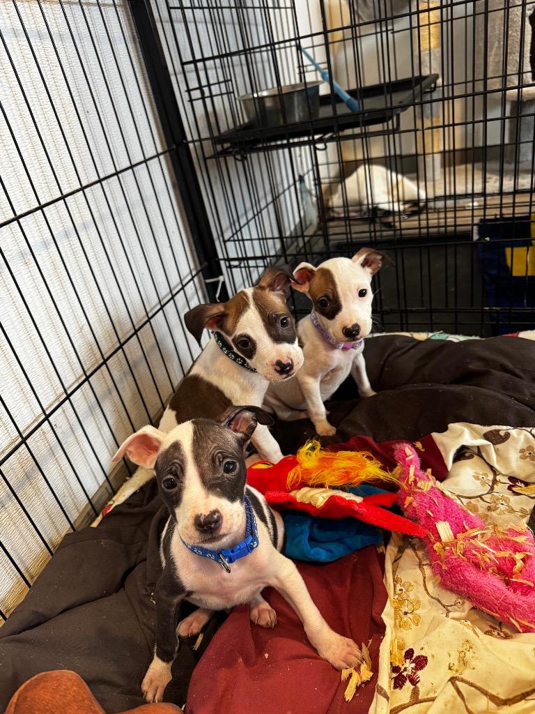 Enlarge Ross- Green, a Adoptable Pit Bull Terrier in Charlotte, MI image 2/3