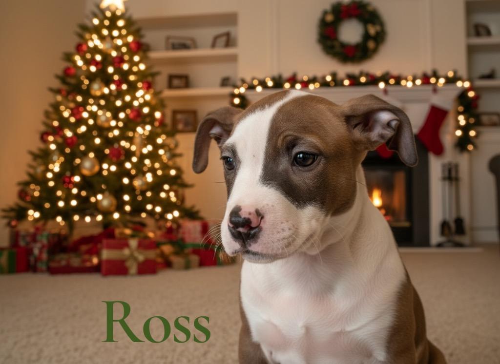 Enlarge Ross- Green, a Adoptable Pit Bull Terrier in Charlotte, MI image 3/3