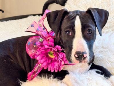 Laya, Adoptable, Young Female Pointer & Staffordshire Bull Terrier.